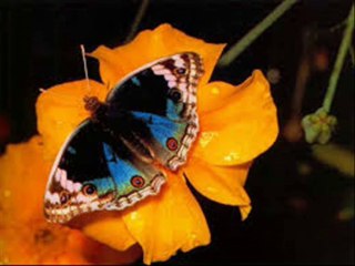 Chanson JE TE PROMETS