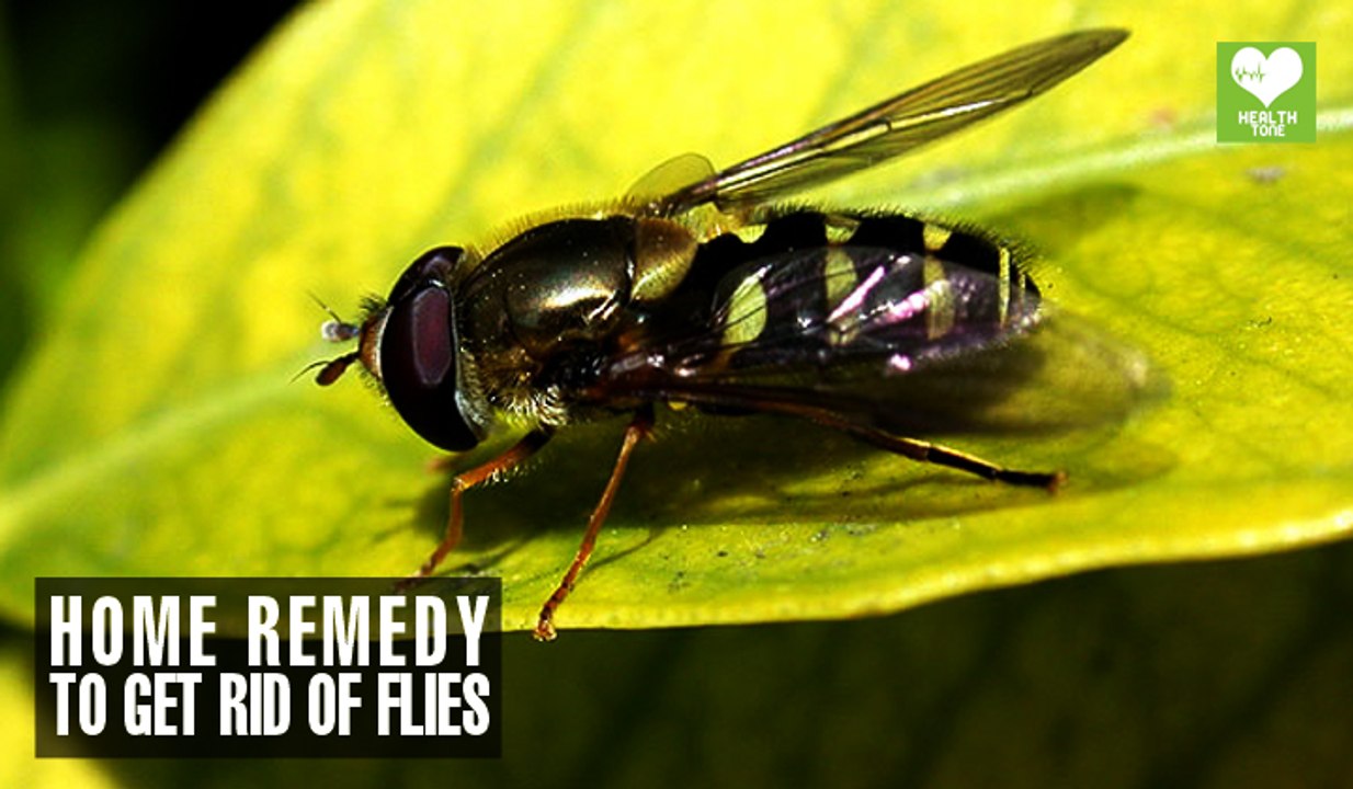 Home Remedies To Get Rid Of Flies | Health Tips | Educational Video