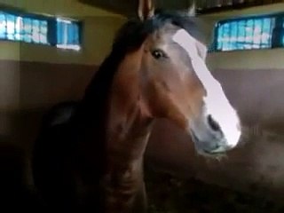 Beautiful Brown Horse   Must See mp4