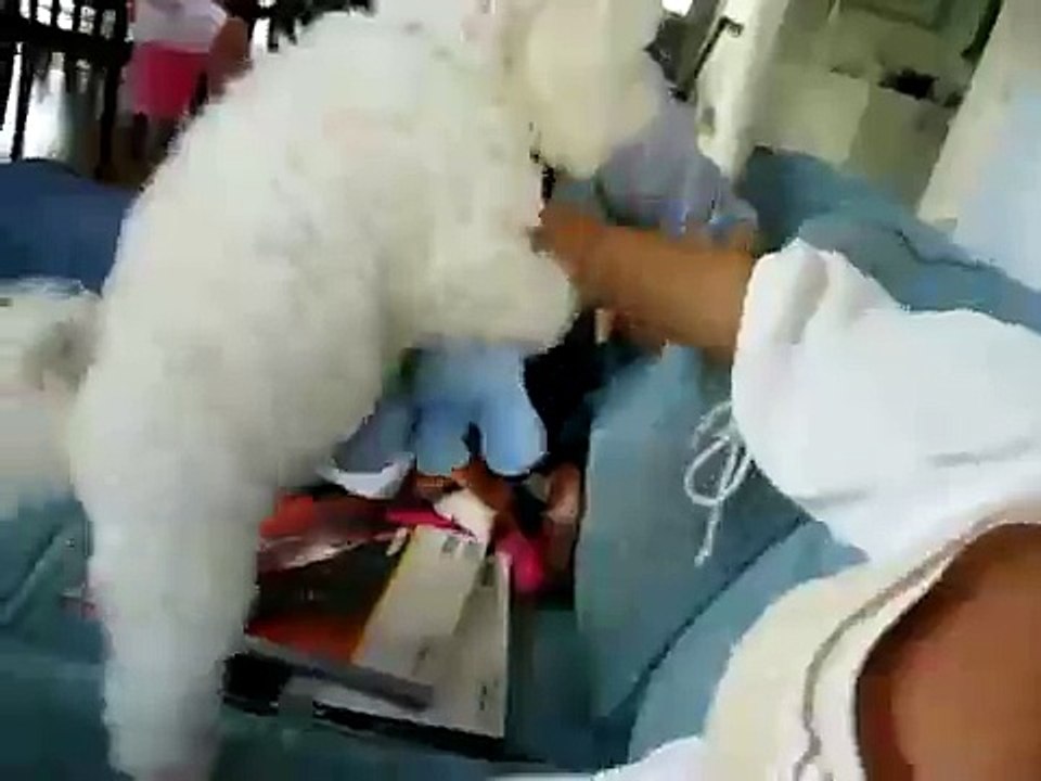 Dog humping elephant