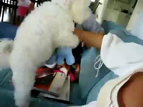 Dog humping elephant