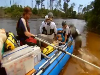 Peces.monstruosos.(Los.rapidos.del.Amazonas).(Introduccion).por.R2D2.avi