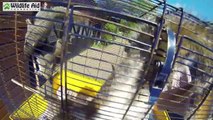 GoPro - Crazy Cute Squirrels Jumping and Climbing On People!