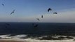 Seagulls Flocking In Flight