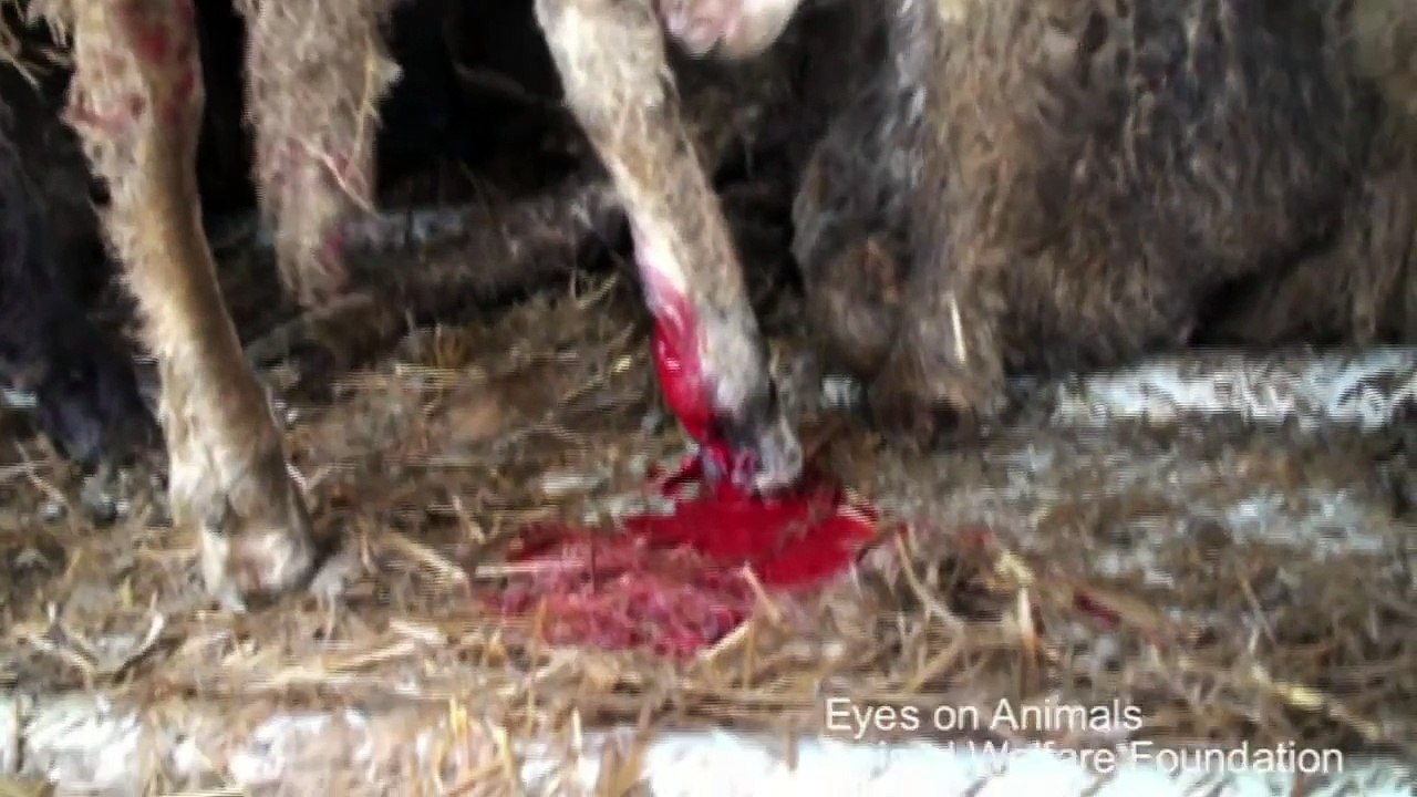 Avrupa Türkiyeye Hayvan Ihrac ediyor ama nasil? Kesimlik kurbanlik. KOYUN KUZU DANA SIGIR