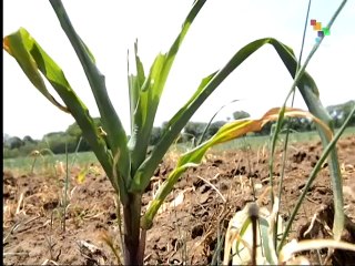 El Salvador: Harvests Affected by Severe Drought