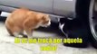 Gatos discutindo uma relação / Cats discussing a relationship