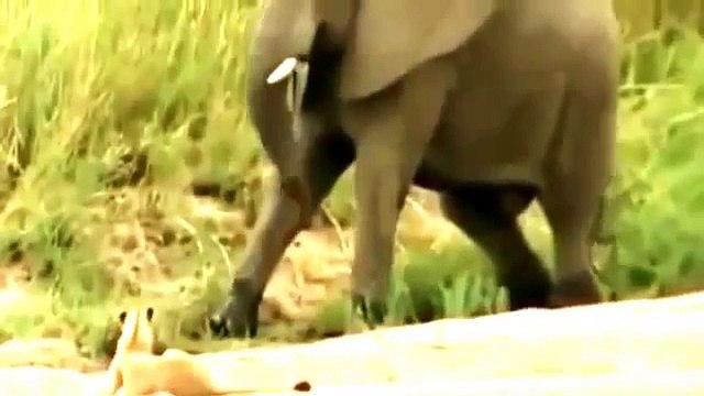 Documental de Leones Salvajes Cazando en Africa Documentales de Animales Salvajes Español