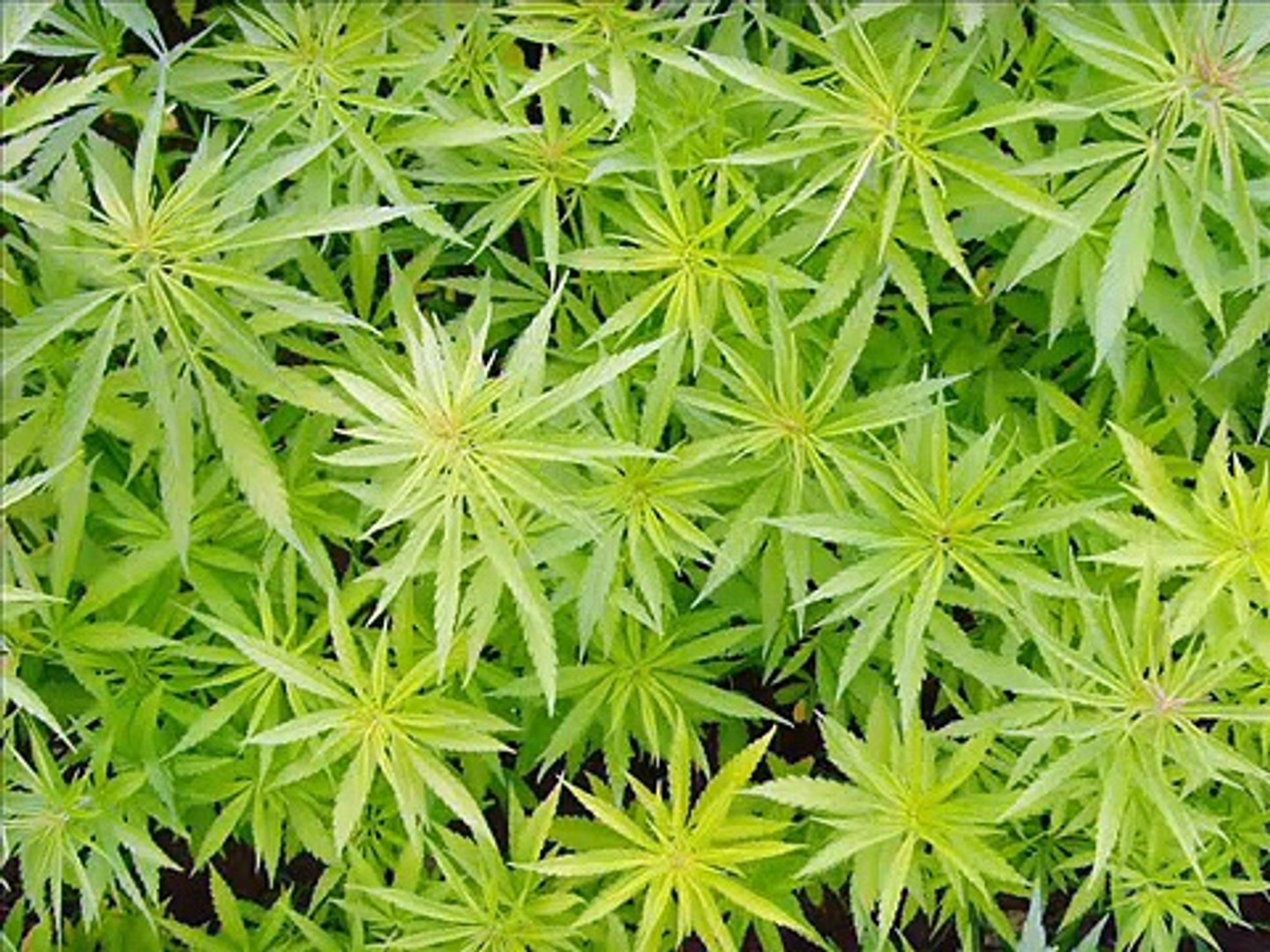 MARIJUANA - Alpha Blondy