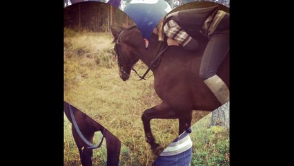 En underbar travhäst som blivit en fin hopphäst och min bästavän