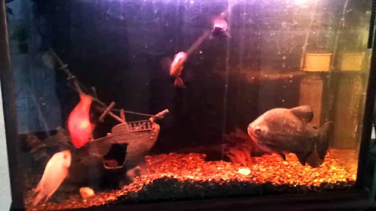Pez Rey Midas y Pez Perico cuidando sus huevos
