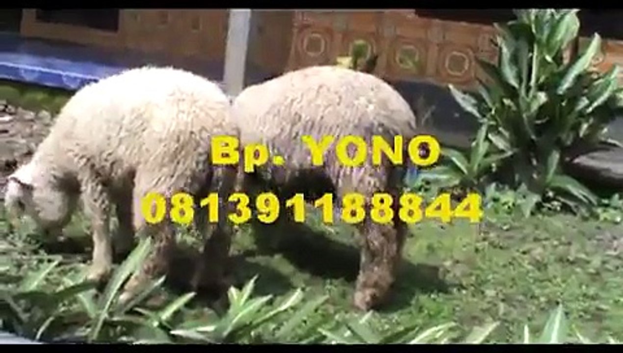 DOMBA MERINO SUPER