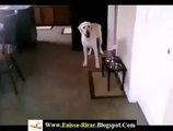 Super dog Funny Videos talking dog Funny Animals Funny Dogs Funny Dog Dog videos1