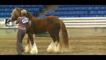 2012 Feathered Horse Classic - At Liberty - Bordeaux