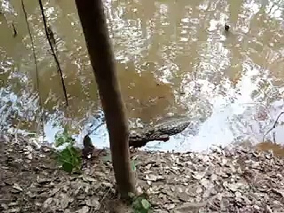 peixe elétrico mata jacaré eletrocutado