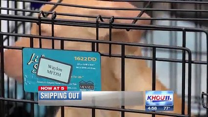 Resident tied up in Fresno home invasion robbery captured on camera