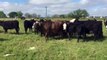 Fancy Black Baldies bred synchronized about exposed to Lbw Brangus a Bulls