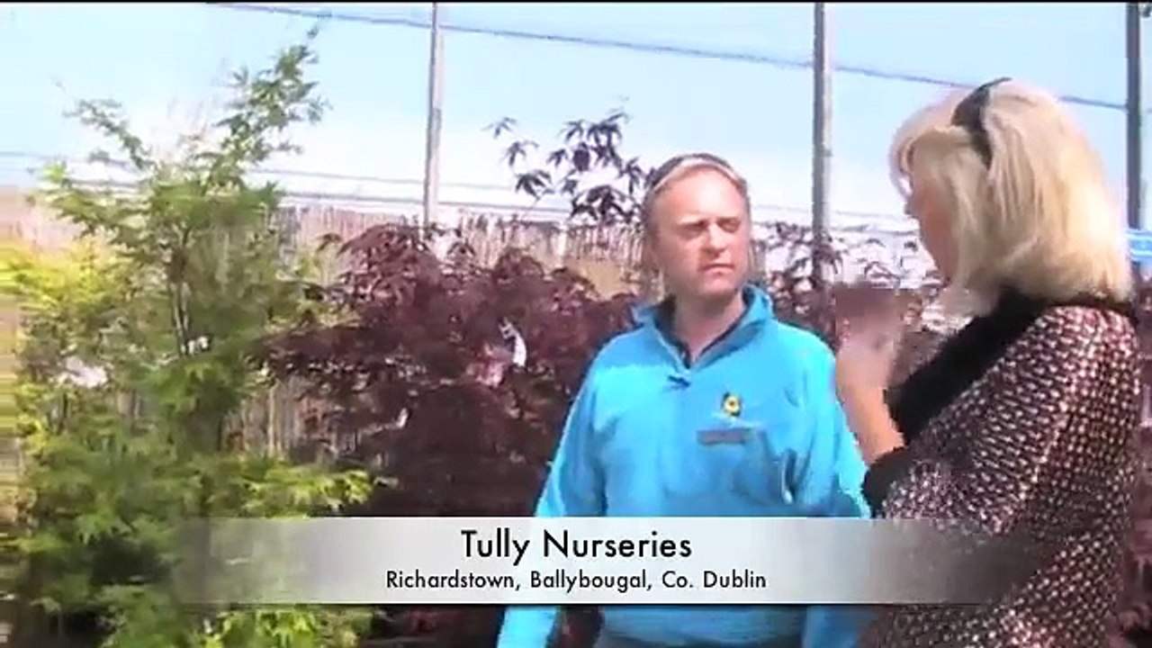 Japanese Maple  Acer palmatum varieties.m4v