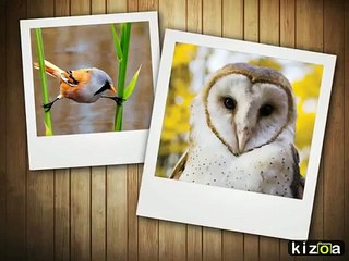 Graham Cleveley, Graham Cleveley Brighton and wild life photography