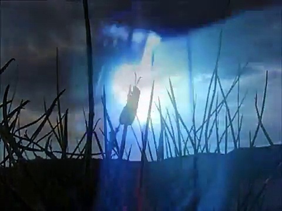 Insect Collection in Arizona - LSAM