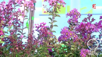 Jardin - Lagerstroemia ou Lilas des indes - 2015/07/17
