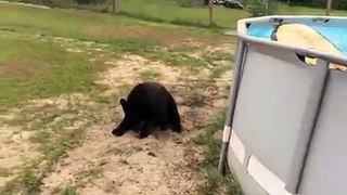 Bear cooling off in pool