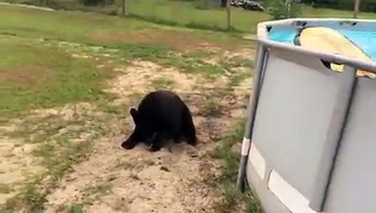 Bear cooling off in pool