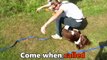 Mollie - Springer Spaniel - 3 Week Residential Dog Training