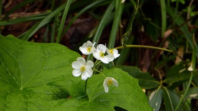 Des fleurs squelettes qui deviennent transparentes lorsqu'il pleut.