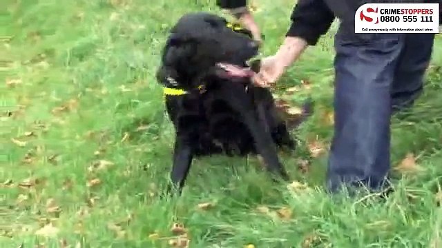 Fake DVDs fund crime - DVD sniffer dog - Crimestoppers - FACT - SOCA