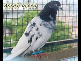 Tippler pigeons, Tipplers Highflyers  from Nepal, Pigeons Nepal
