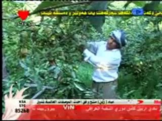 zaxo devara zaxo_samy u sev