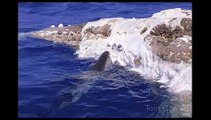Tiger Sharks Feeding on a Dead Humpback Whale
