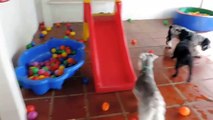 Watch How This Dog Reacts When He Sees A Ball Pit For The First Time