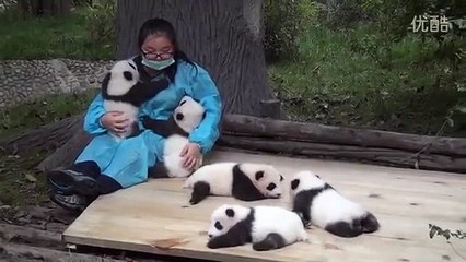 This lucky woman has the best, cuddliest job ever...Hint: It Involves Pandas