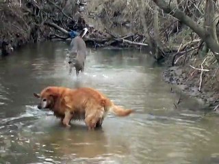 La danse d'une biche qui rencontre un chien