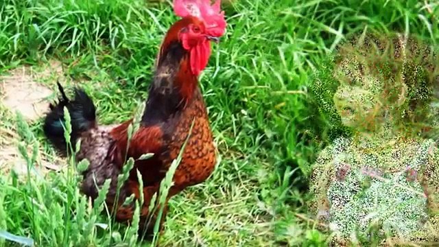 Хорошо в деревне летом! Детское слайд-шоу.