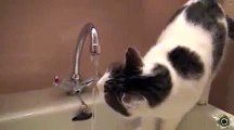 Funny videos cats‬ -cats drink water-