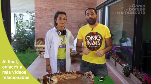 COBAYAS, CUYOS - Los sonidos de las cobayas. ¿Cómo son? ¿Qué significan?