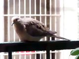 Mourning Dove