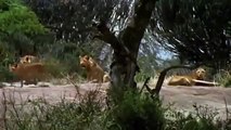[Animal Documentay 2014] Africa's Lions Eating Baboons - NEW Nature Documentary 2014