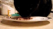 Black Cat Eating EXTREME CLOSEUP!!!