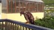 A One Year Old Juvenile Eagle in Unalaska, Alaska