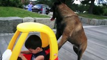 Don't Touch This Kid's Car! Protection Dogs Plus Teach a Belgian Malinois a Cool Trick