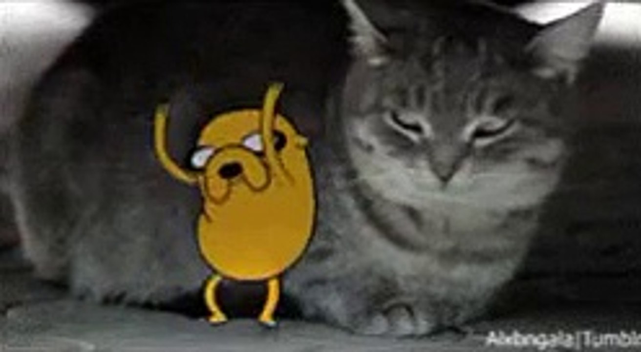 cartoon network adventure time  Clip