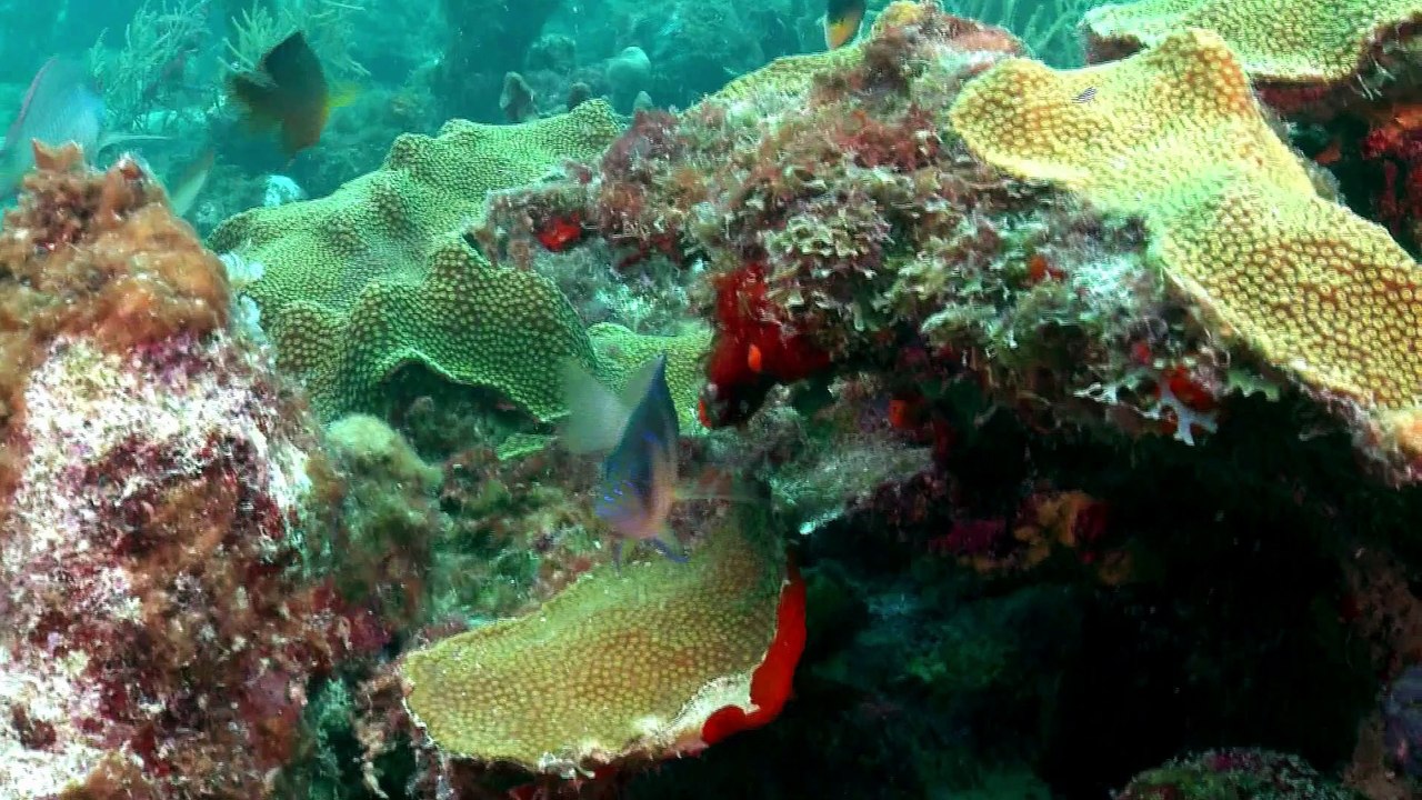Guadeloupe, sur la route du corail - teaser