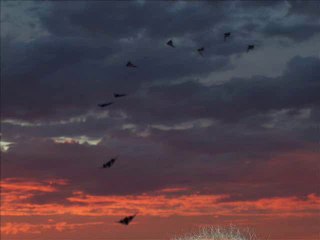 Cerfs-volants 2014-2015