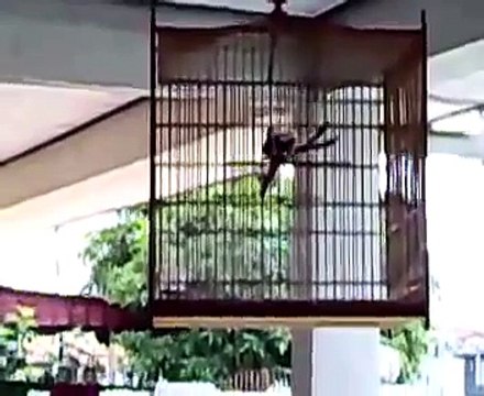 Murai Batu - Video Murai Batu Medan Murai Batu Borneo MASTERAN COLLECTION KICAU MANIA