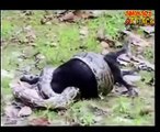 Python hungry eats snack goat  Attack Animals golden  Animal Wild Attacks