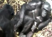 1er bébé bonobo en France à la Vallée des Singes